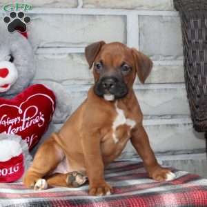 Chevy, Boxer Puppy